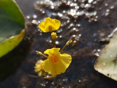 Utricularia australis
