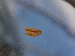 Asellus aquaticus