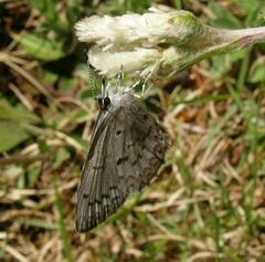 Celastrina lucia