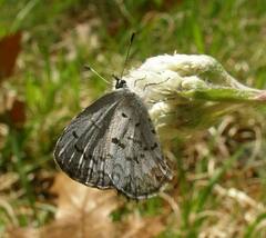 Celastrina lucia