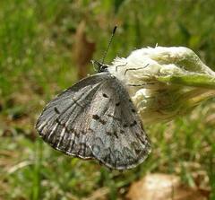 Celastrina lucia