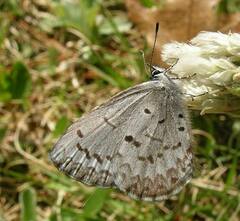 Celastrina lucia
