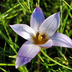 Romulea bulbocodium