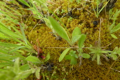 Plantago lagopus