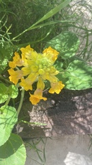 Ibicella lutea