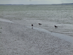 Haematopus leucopodus