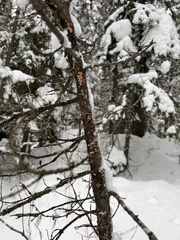 Aleurodiscus amorphus