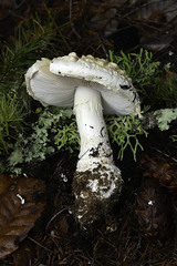 Amanita magniverrucata