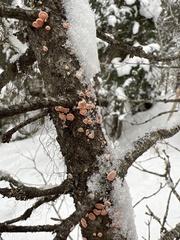 Aleurodiscus amorphus