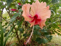Hibiscus