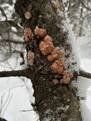 Aleurodiscus amorphus