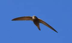 Apus pallidus