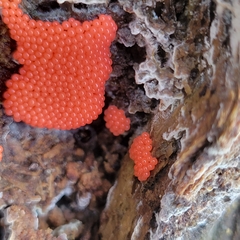 Hemitrichia decipiens