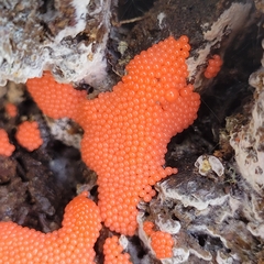 Hemitrichia decipiens