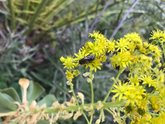 Colletes dimidiatus