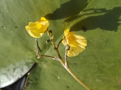 Utricularia australis