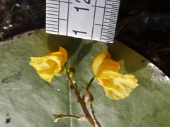 Utricularia australis