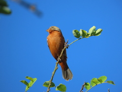 Sporophila minuta image