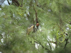 Coccyzus melacoryphus