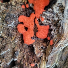 Hemitrichia decipiens