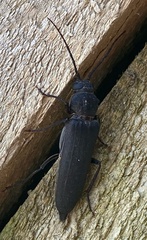 Arhopalus ferus