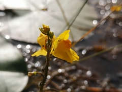 Utricularia australis