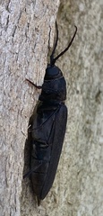 Arhopalus ferus
