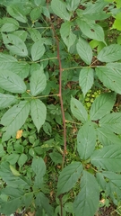 Rubus canadensis