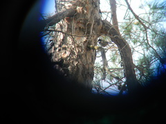 Periparus ater cypriotes