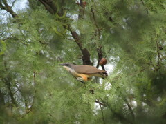 Coccyzus melacoryphus