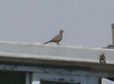 Streptopelia decaocto