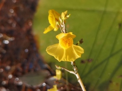 Utricularia australis