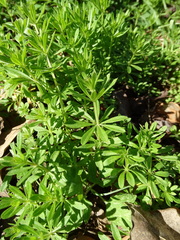 Galium aparine