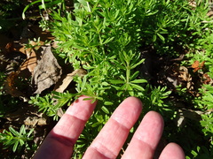 Galium aparine