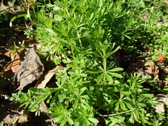 Galium aparine