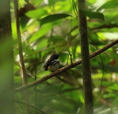 Hylophylax naevius