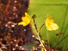 Utricularia australis