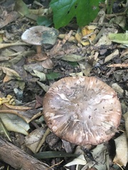 Volvopluteus gloiocephalus