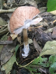 Volvopluteus gloiocephalus