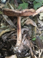 Volvopluteus gloiocephalus