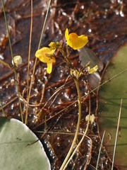 Utricularia australis
