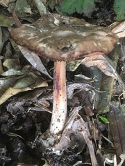 Volvopluteus gloiocephalus