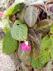 Episcia cupreata