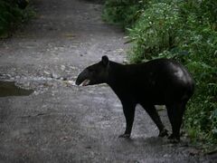 Tapirus pinchaque