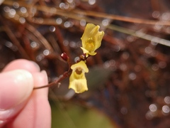 Utricularia minor