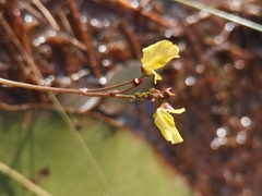 Utricularia minor