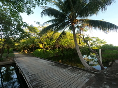 Cocoseae