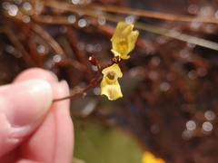 Utricularia minor