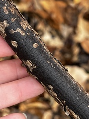 Diatrype decorticata