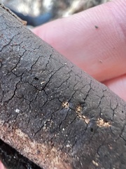 Diatrype decorticata